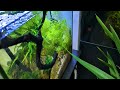 Discover 5 Ways To Grow Biofilm Easily In Your Shrimp Tank