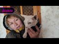 Ukrainian woman adopts local cats separated from their owners by war