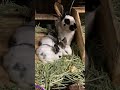Baby bunnies eating with mom