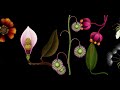 AMKK presents: Botanical animation 