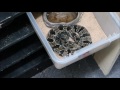 Venomous rack tour!  See most of our rattlesnakes!