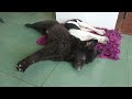 Try Not To Laugh 😅 Funniest Cats and Dogs 2024 😹🐶