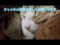 枕で寝る猫 ニャッチ