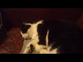 Here's footage of my cat snoring for a minute