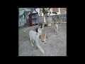 😹😍 New Funny Cats and Dogs Videos 🤣🤣 Funniest Animals 2024 #17