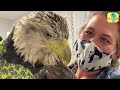 Meet the Happy Birds of Birdsmas | 40 Minutes of Animal Stories | Dodo Kids