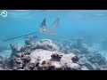 The Best 4K Aquarium 🐋- Coral Reefs and Colorful Sea Life - Relaxing Music