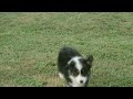 Mini American Shepherd FlashyFlashy