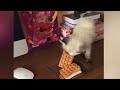 Funniest Animals 2024 😂 Best Funny Cats 😻🐶 Cute Baby Cats | Part 2