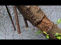 Air Layering Of Ficus Compacta [w/ English Subtitles]