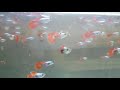 Guppy platinum red tail |The Tv bodoL channel
