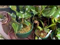 The Ultimate Nepenthes Care Guide for Beginners!