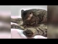 This cat will make you unable to stop laughing! Funny cat