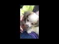 puppy pom eating food