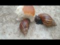 Ghost snails eat sponge bread