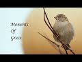 Moments Of Grace - Beauty