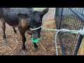Weaning Our 4-Month-Old Calf With Ease! ~ PAINLESS METHOD