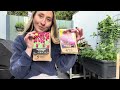 Cosy Balcony Gardening - Digging up Dahlia Tubers & Planting Tulips | Winter Container Garden Tour