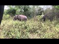 Elephants in Colombo Sri Lanka