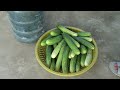 The Secret To Growing Cucumbers In Plastic Bottles, The Fruit Grows Like Crazy And Is Delicious