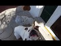 English Bulldog jumping for a treat (slow motion)