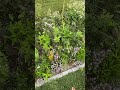 Catnip and sunflowers ￼