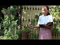 Gardening in a Japanese style garden / A wonderful relationship between roses and bamboo fence