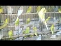 The beautiful and charming sound of gravel parrots . . .  بجری طوطوں کی خوبصورت اور دلکش اوازیں