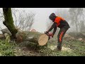 Stihl MS661 C Chainsaw cutting Ash for Firewood