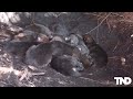 Endangered red wolf pack welcomes litter of 8 adorable pups