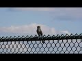 Birdwatching: Northern Mockingbird Singing (Mimus polyglottos) #birdsounds