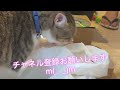 猫が絵の具に足を突っ込んだので足を洗います！