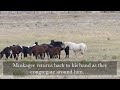 The Icon vs. The Outlaw - McCullough Peaks Wild Horses