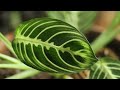 Easy Prayer Plant Care / Grow Miraculous Maranta Prayer Plants