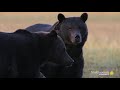 These Wolves Are Clever Enough to Con a Group of Bears