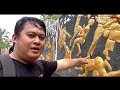 Menguak Misteri dan Sejarah di Makam Juang Mandor Kabupaten Landak Part I