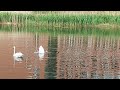 Swan family in Wageningen University lake