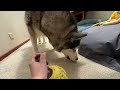 Husky Doesn’t Like What His Nan Calls Him!