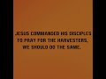 PRAY FOR THE HARVEST. #Theharvestisplentybuttheworkersarefew #biblicalencouragement #prayerworks