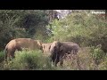 Captivating Footage Of Elephants Visiting Sacred Temple දින හතරක් ගම්මානය පුරා Elephant soul