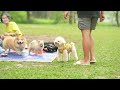 Soothing Music for Anxious Dog! 24 Hours Dog TV & Cure Separation Anxiety of Dogs With Relax Music