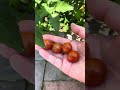 Ep653: 1 y old Chihuahua: observed the tomatoes in backyard