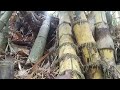 penelusuran bambu unik diwilayah Wonosobo sekitaran wadaslintang @sukronmakmun123