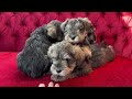 🐶 Our cute puppy pile of sleepy Mini Schnauzer puppies