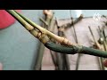 Bambu Bambu Unik Jalu , Yang Dicari Pembolang