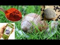 SNAILS immediately run away from your garden! We all have 1 ingredient, and it is crucial