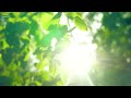 Morning Relaxing Music - Nature Relaxation Film 4K - Sunrise Serenity - Calming Nature UltraHD Video