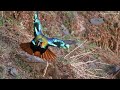 Mating Dance of Himalayan Monal In Wildlife