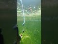 Underwater view of my guppy pond rave paradise.