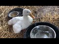 Duck gets scratched and washes her face